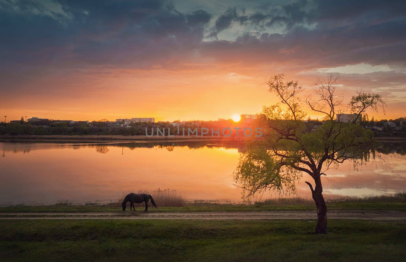 Idyllic rural landscape, spring sunset scene at the lake with a greening willow tree and a beautiful horse grazing grass on the meadow along the country road. Silent and tranquil evening view