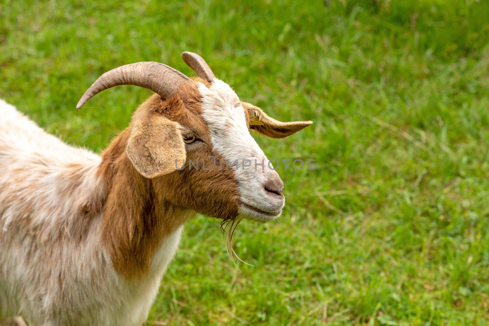 Portrait of a brown and white domestic goat with a green meadow in the background