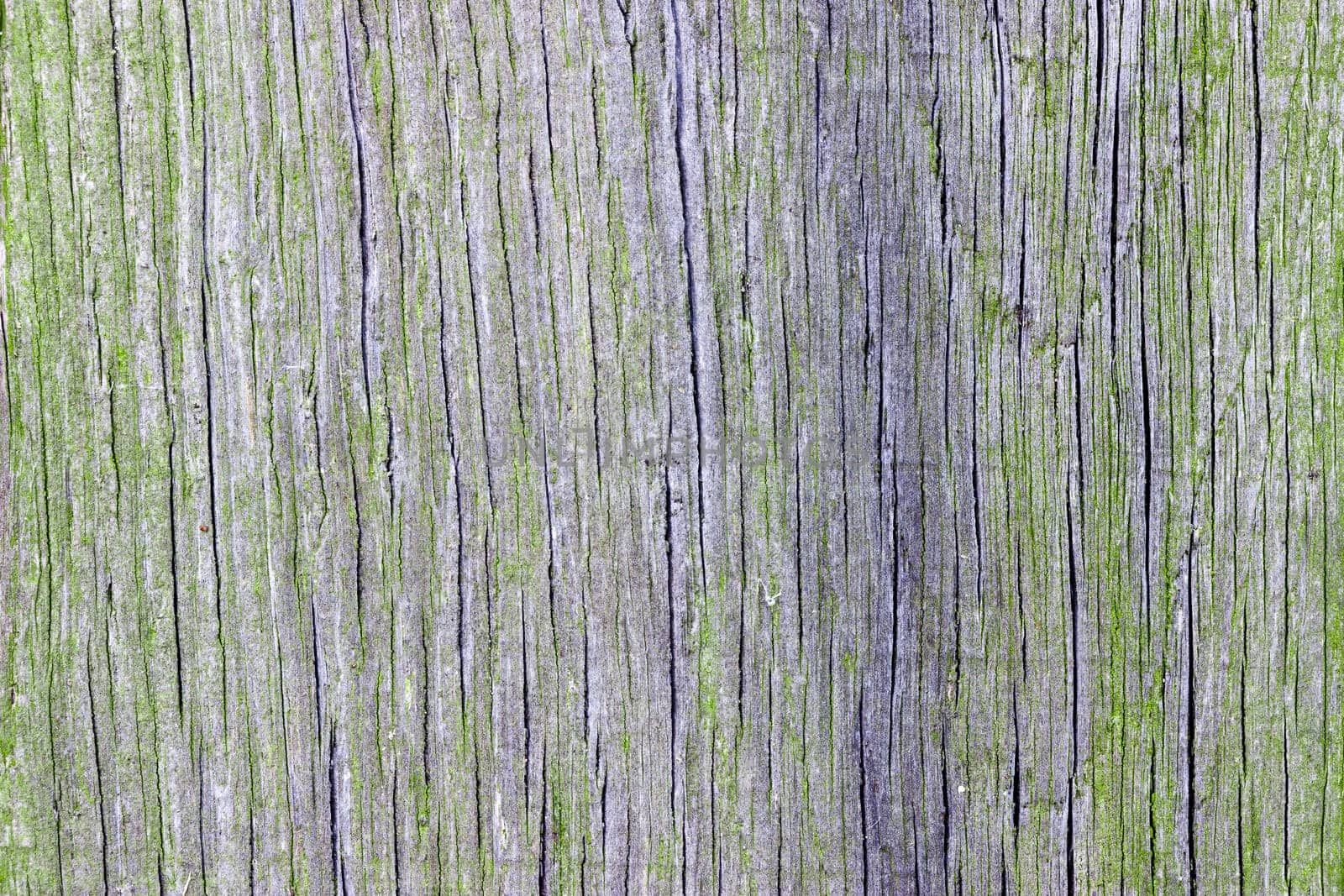 An abstract of weathered wood. The wood is heavily weathered and lightly cracked along the wood grain.