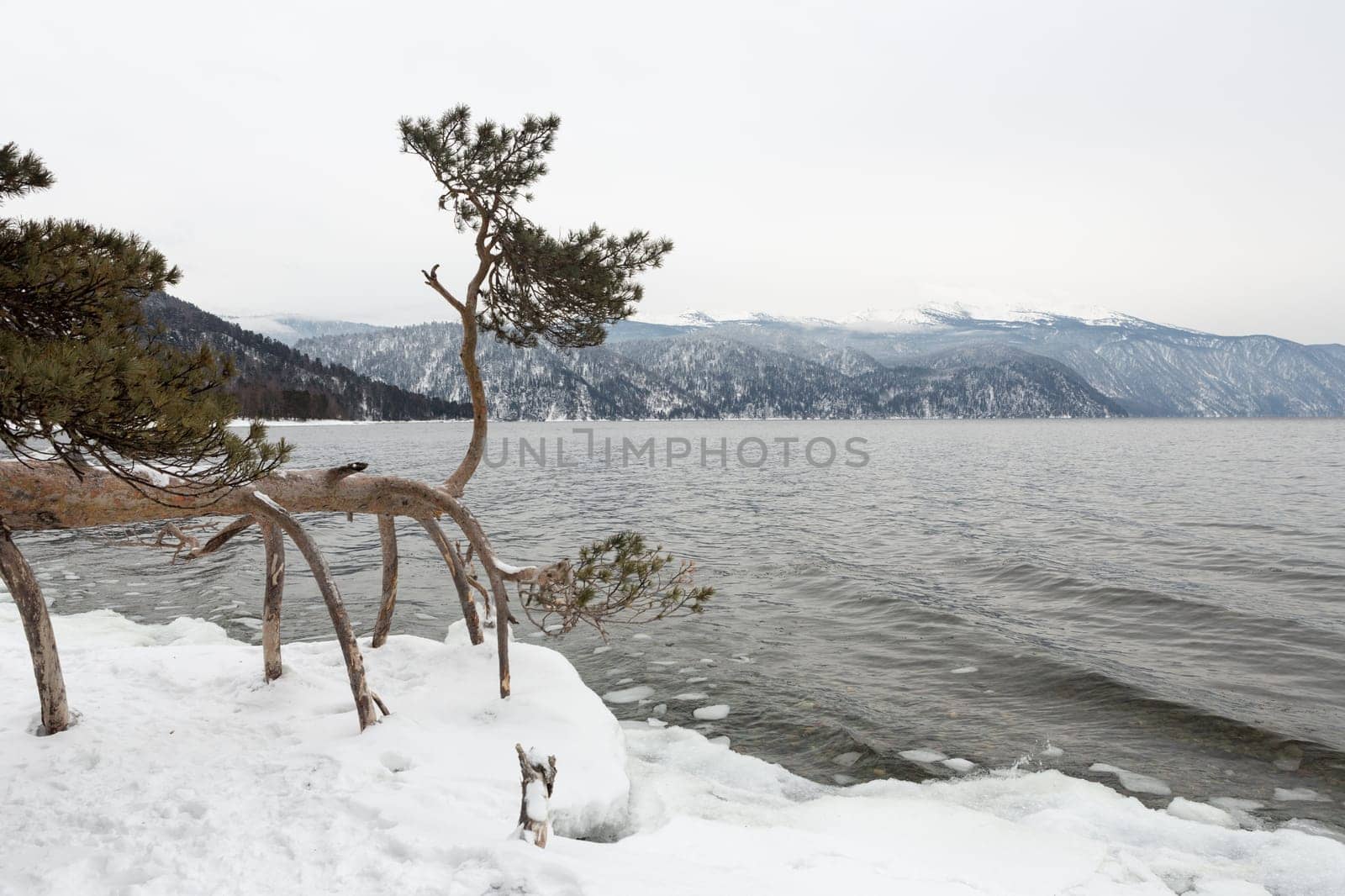 unfrozen Lake Teletskoye in winter. Russia Altai Krai.