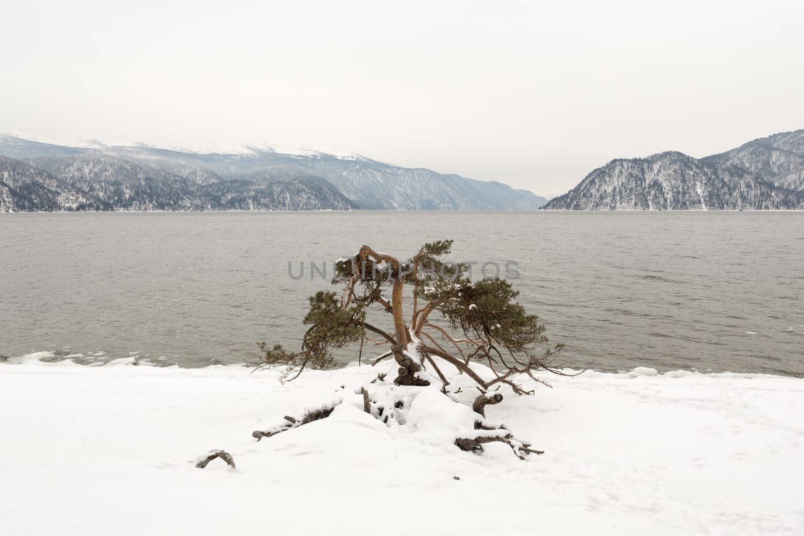 unfrozen Lake Teletskoye in winter. Russia Altai Krai.