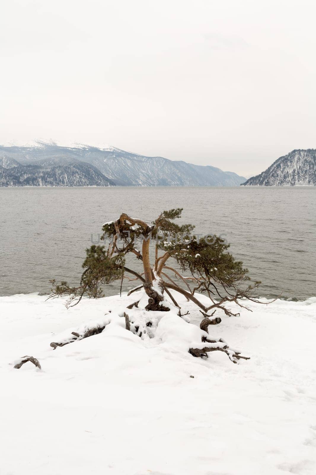 unfrozen Lake Teletskoye in winter. Russia Altai Krai.