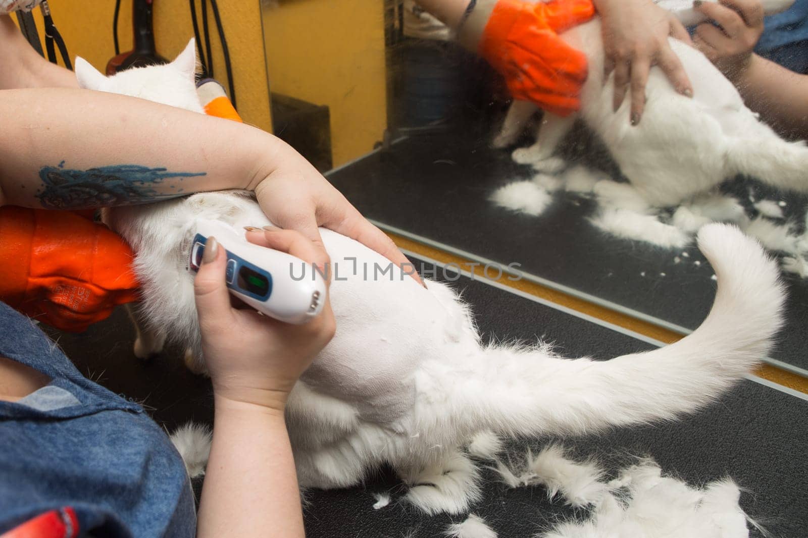 Cat grooming in pet grooming salon. Woman uses the trimmer for trimming fur