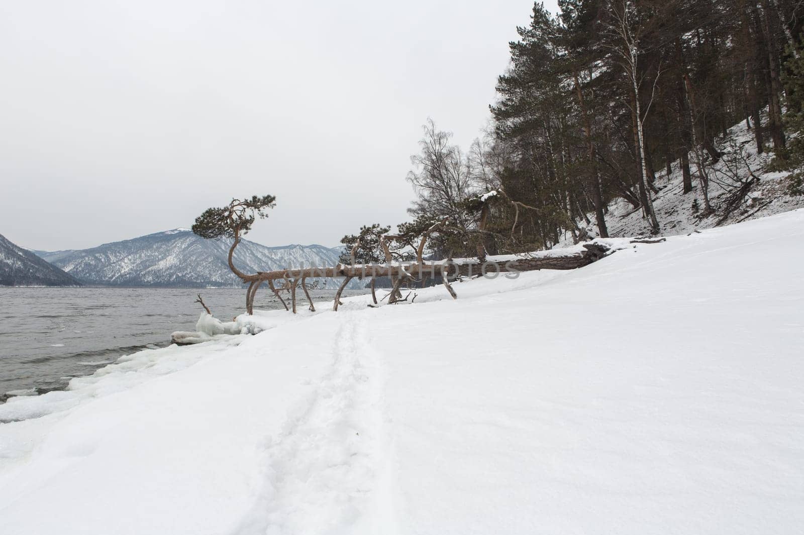 unfrozen Lake Teletskoye in winter. Russia Altai Krai.