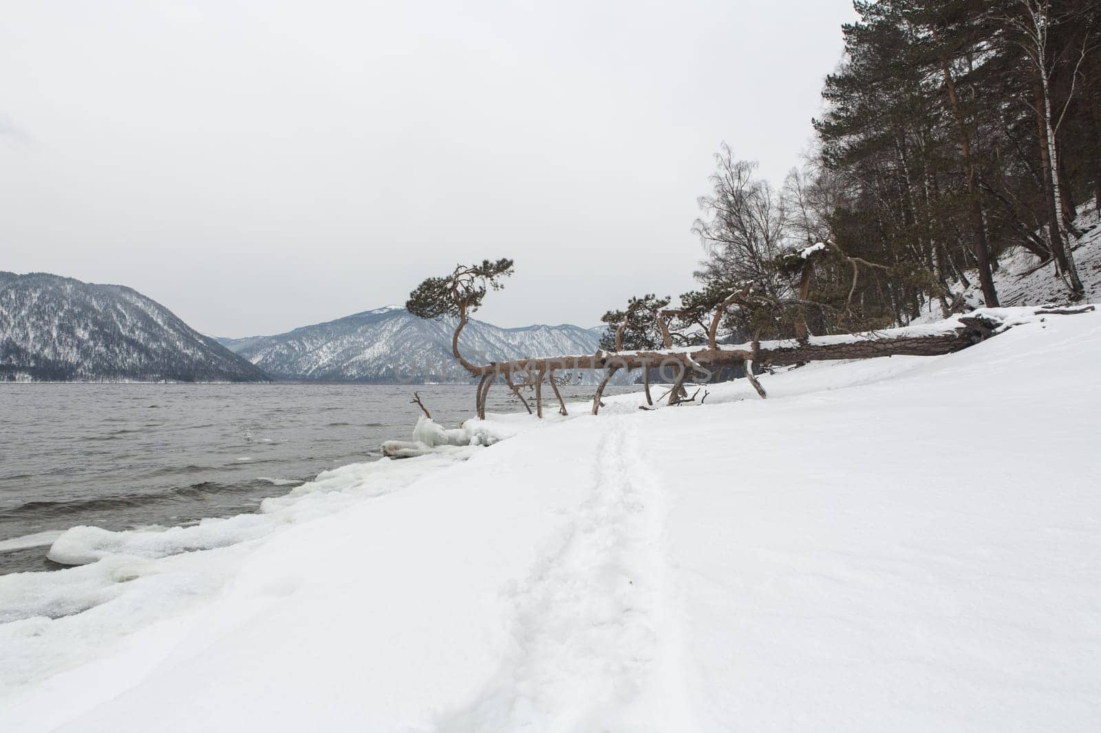 unfrozen Lake Teletskoye in winter. Russia Altai Krai.