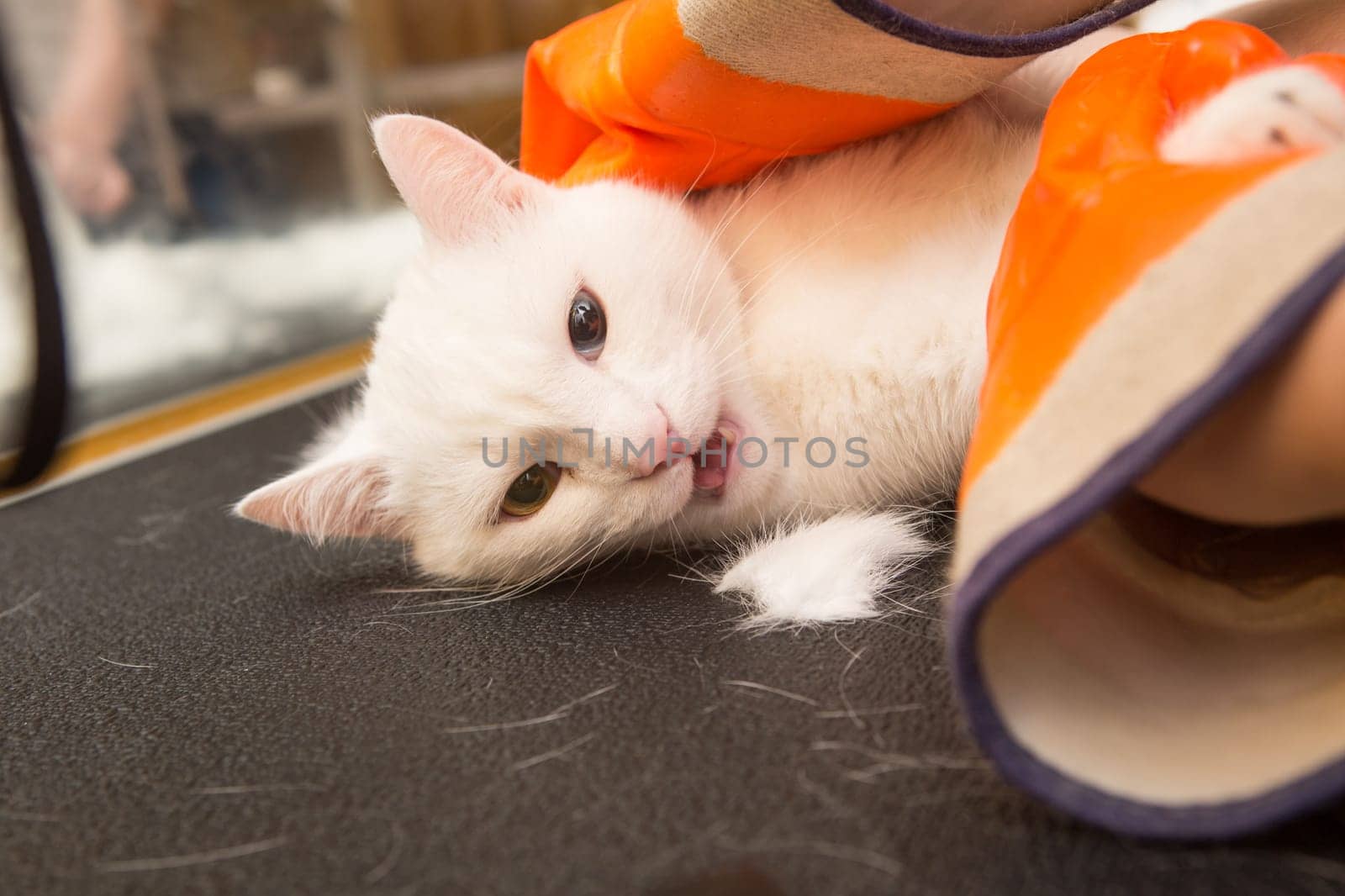 Beautiful cat in a beauty salon. Grooming animals, washing a bathing cat, combing hair, blow-drying. Grooming master cat care