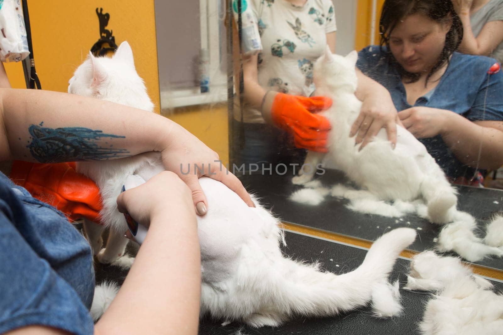 Cat grooming in pet grooming salon. Woman uses the trimmer for trimming fur