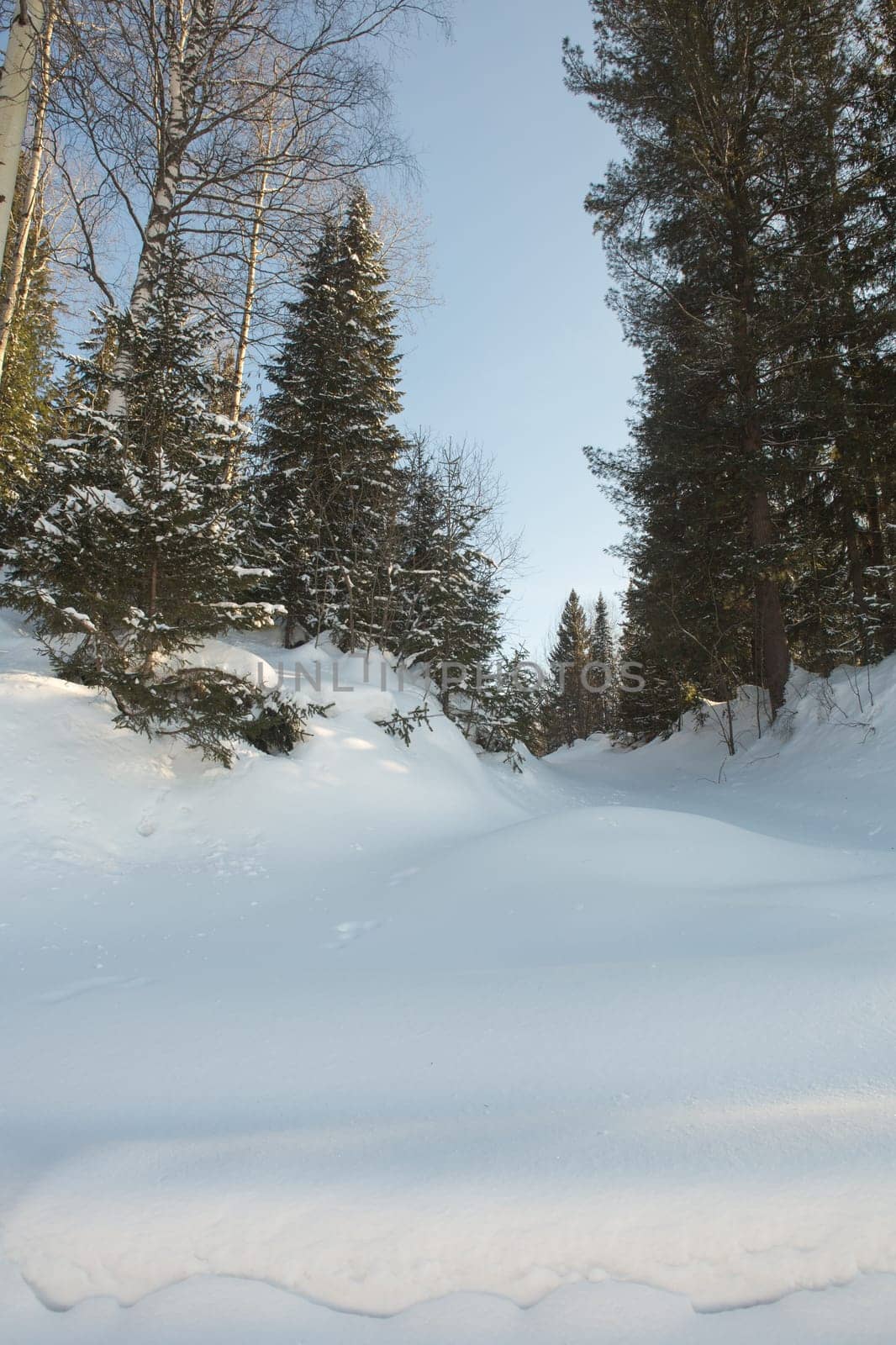 Winter forest, high snowdrifts in the taiga. Russia.Siberia.