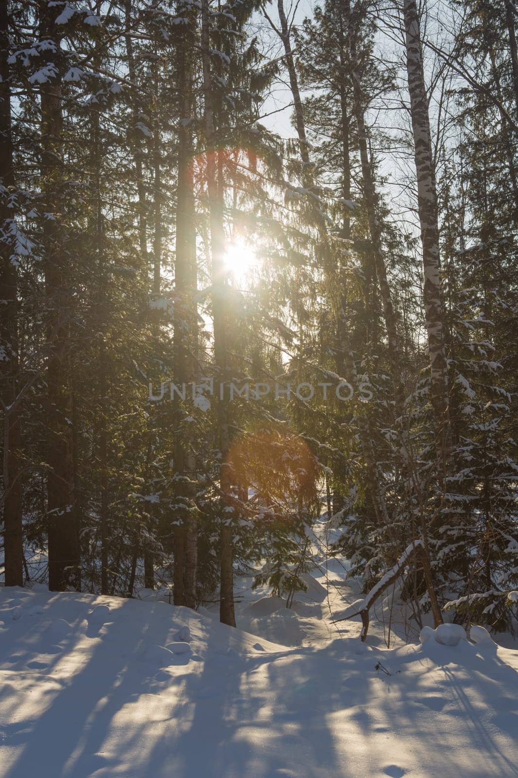Winter forest, high snowdrifts in the taiga. Russia.Siberia.