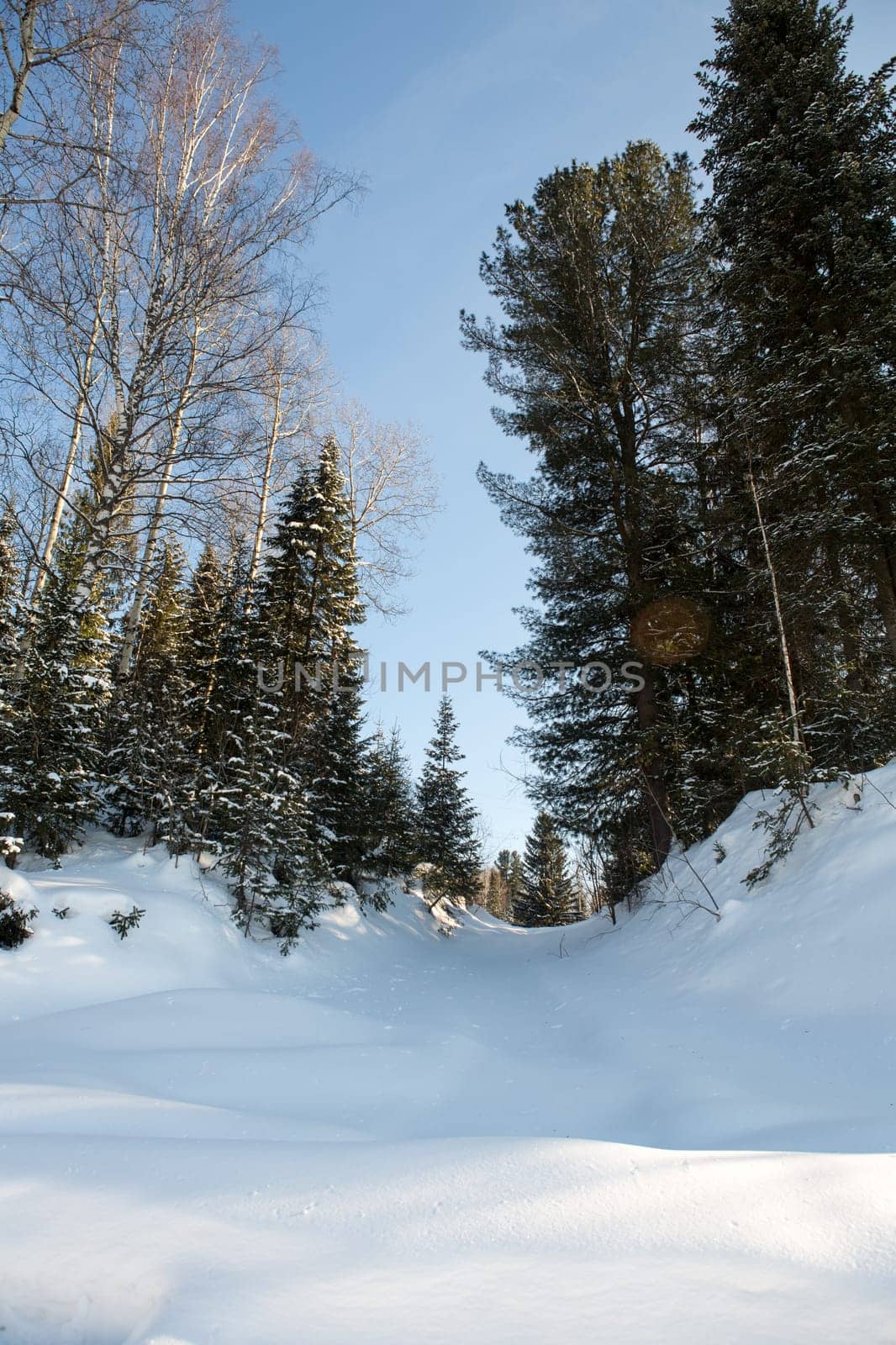 Winter forest, high snowdrifts in the taiga. Russia.Siberia.