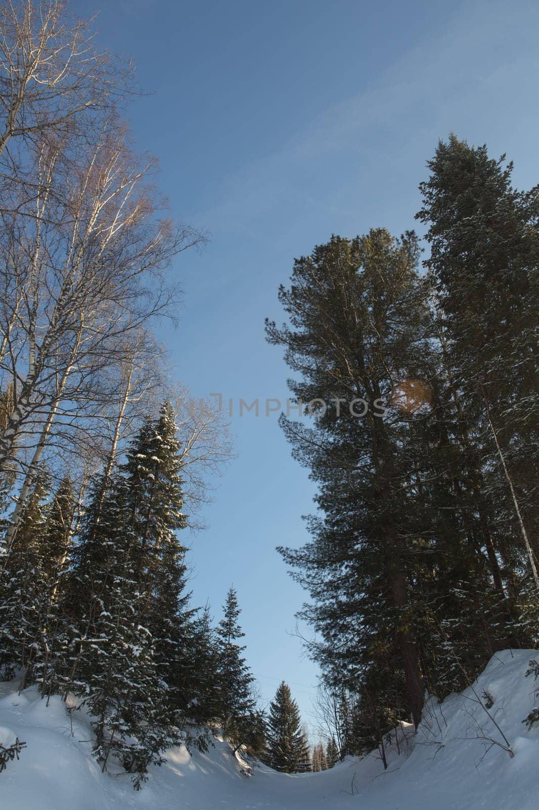 Winter forest, high snowdrifts in the taiga. Russia.Siberia.