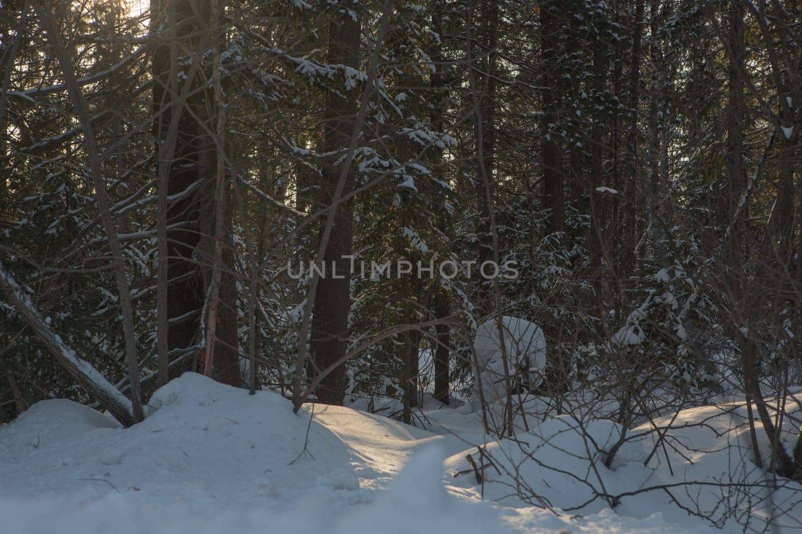 Winter forest, high snowdrifts in the taiga. Russia.Siberia.