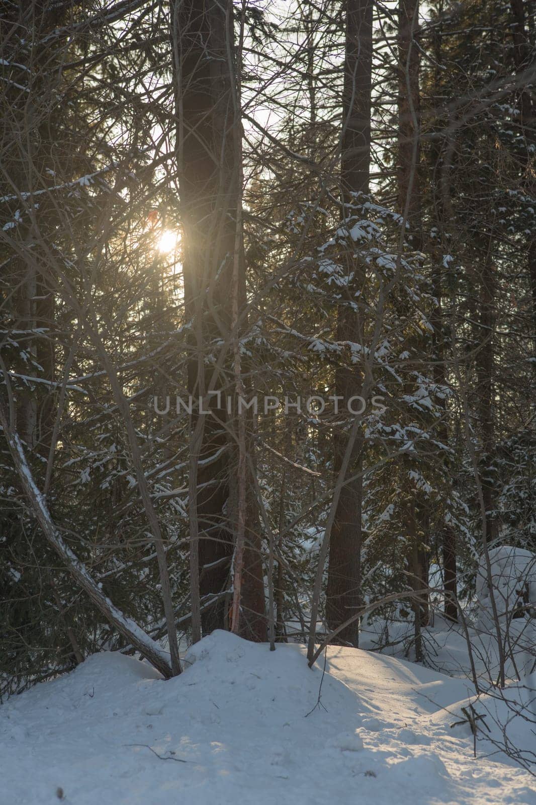 Winter forest, high snowdrifts in the taiga. Russia.Siberia.