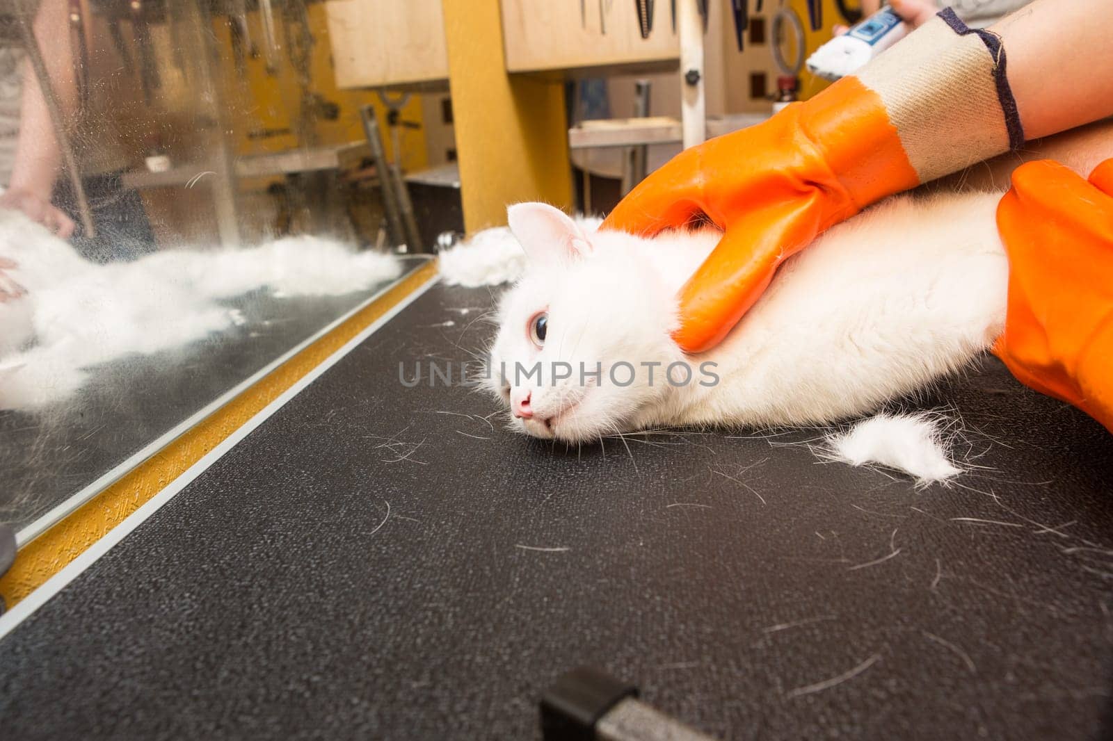Beautiful cat in a beauty salon. Grooming animals, washing a bathing cat, combing hair, blow-drying. Grooming master cat care
