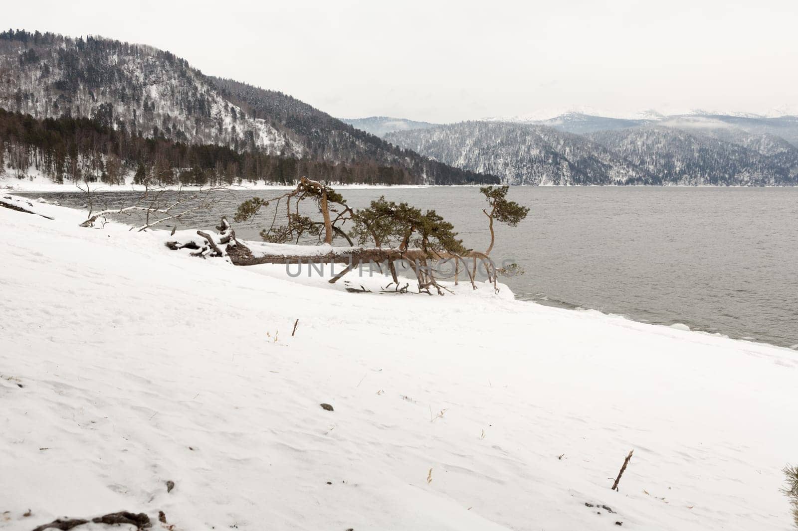 unfrozen Lake Teletskoye in winter. Russia Altai Krai.