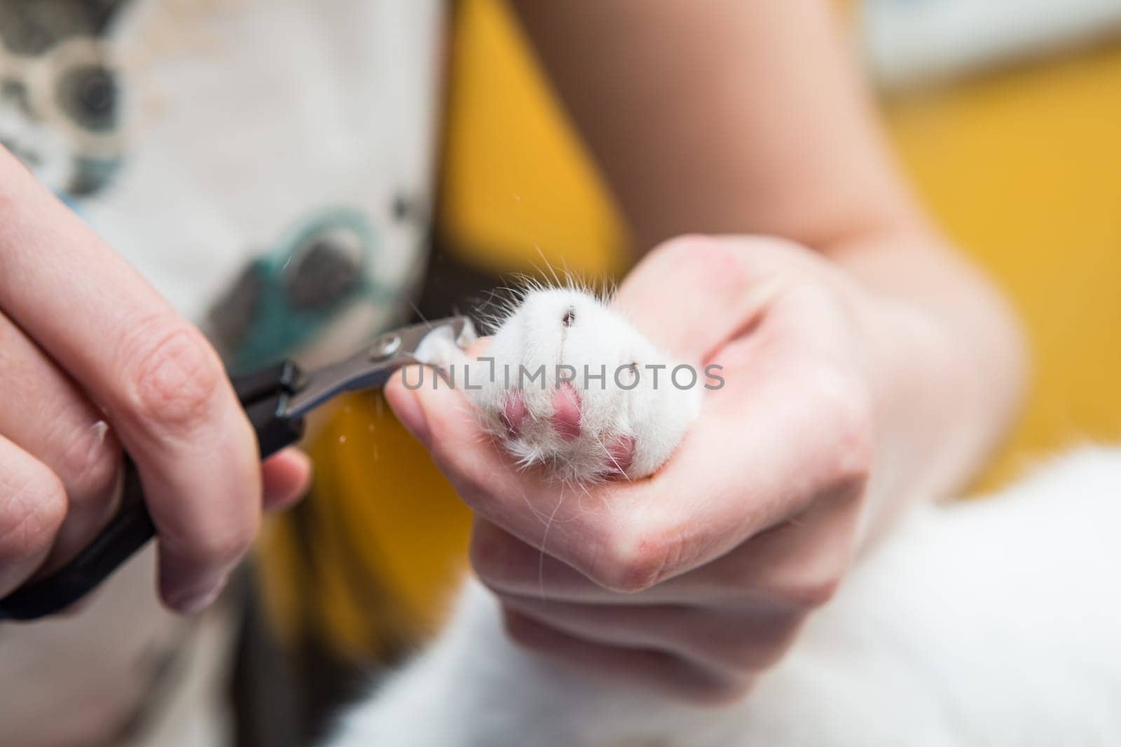 Cat grooming in pet grooming salon. Woman uses the trimmer for trimming fur