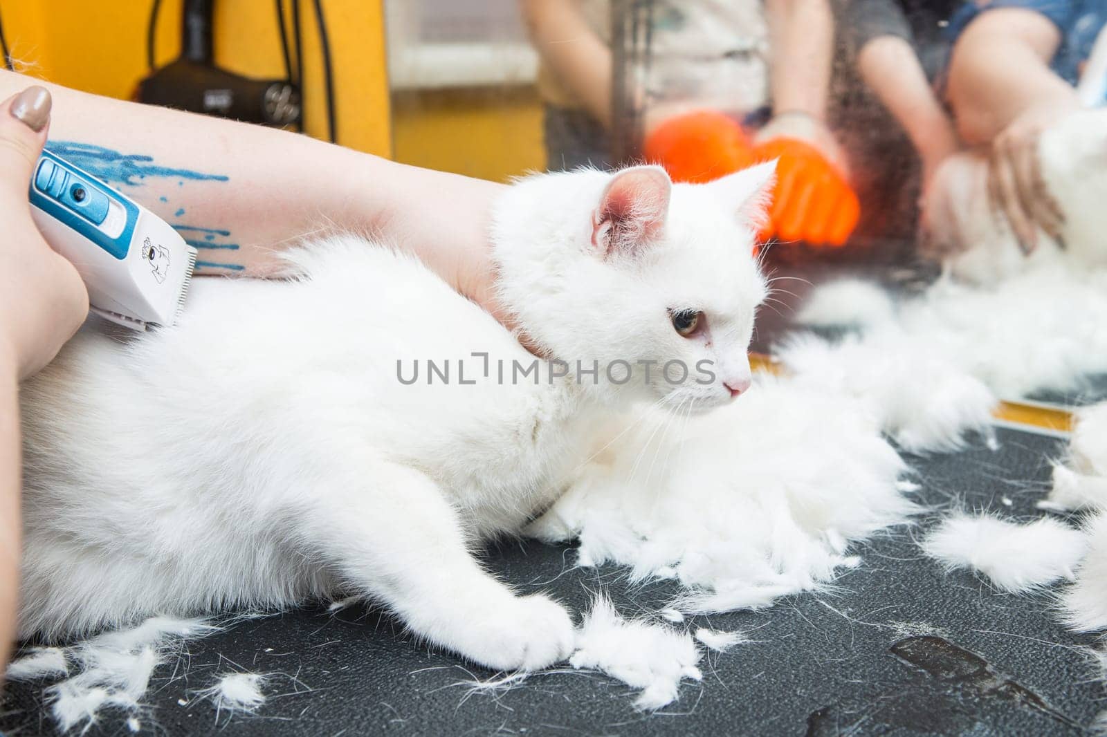 Cat grooming in pet grooming salon. Woman uses the trimmer for trimming fur