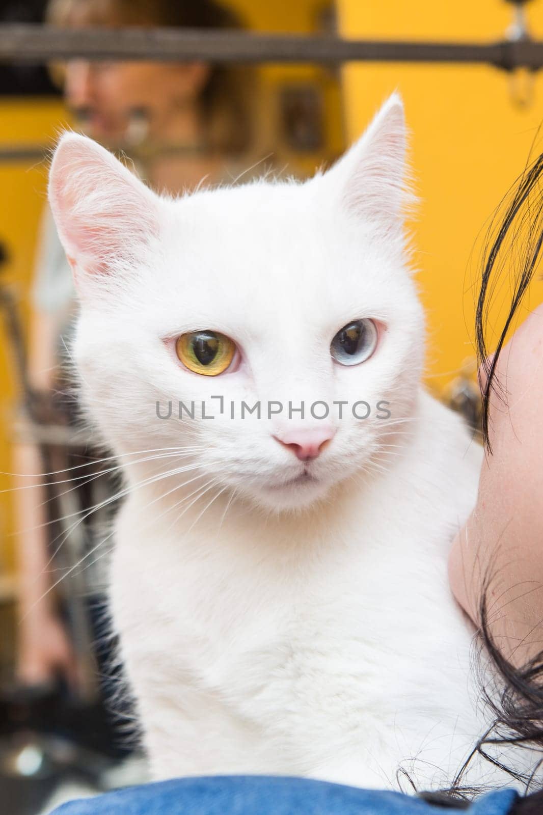 Beautiful cat in a beauty salon. Grooming animals, washing a bathing cat, combing hair, blow-drying. Grooming master cat care