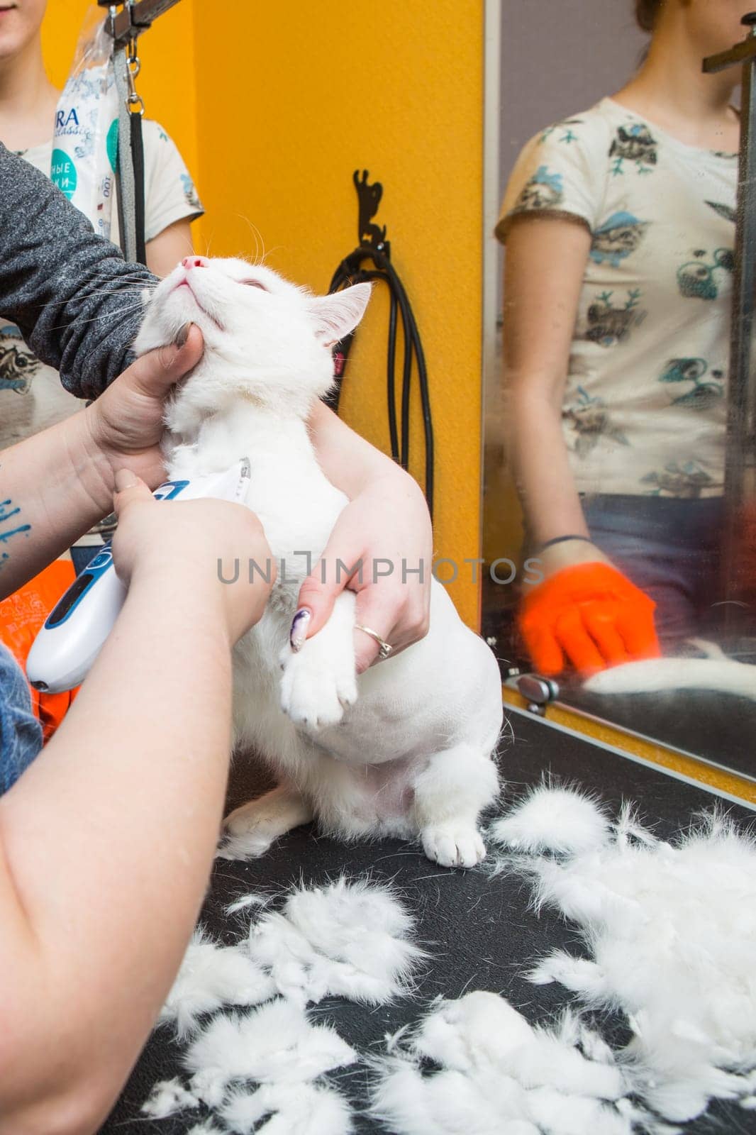 Cat grooming in pet grooming salon. Woman uses the trimmer for trimming fur