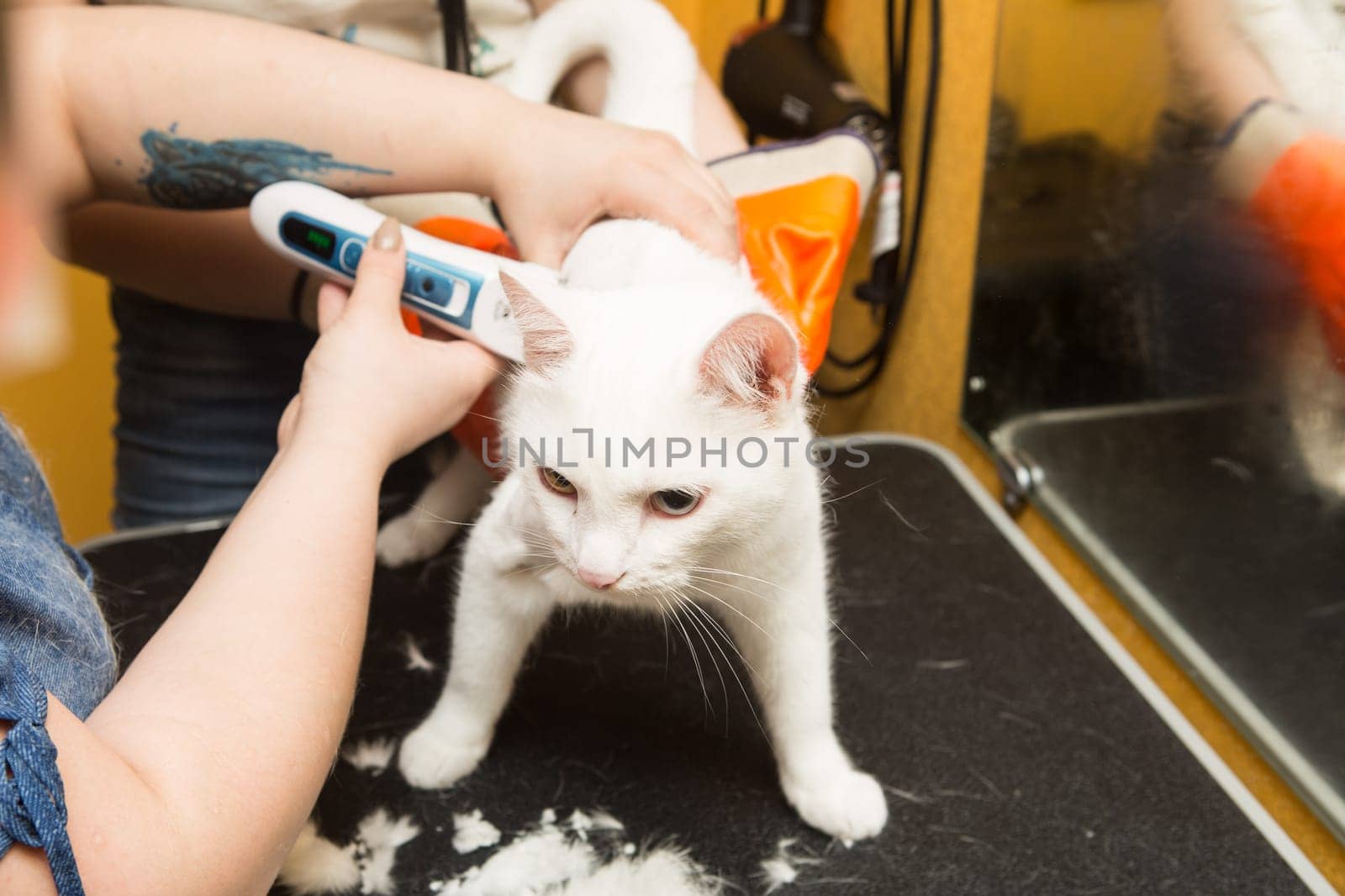 Cat grooming in pet grooming salon. Woman uses the trimmer for trimming fur