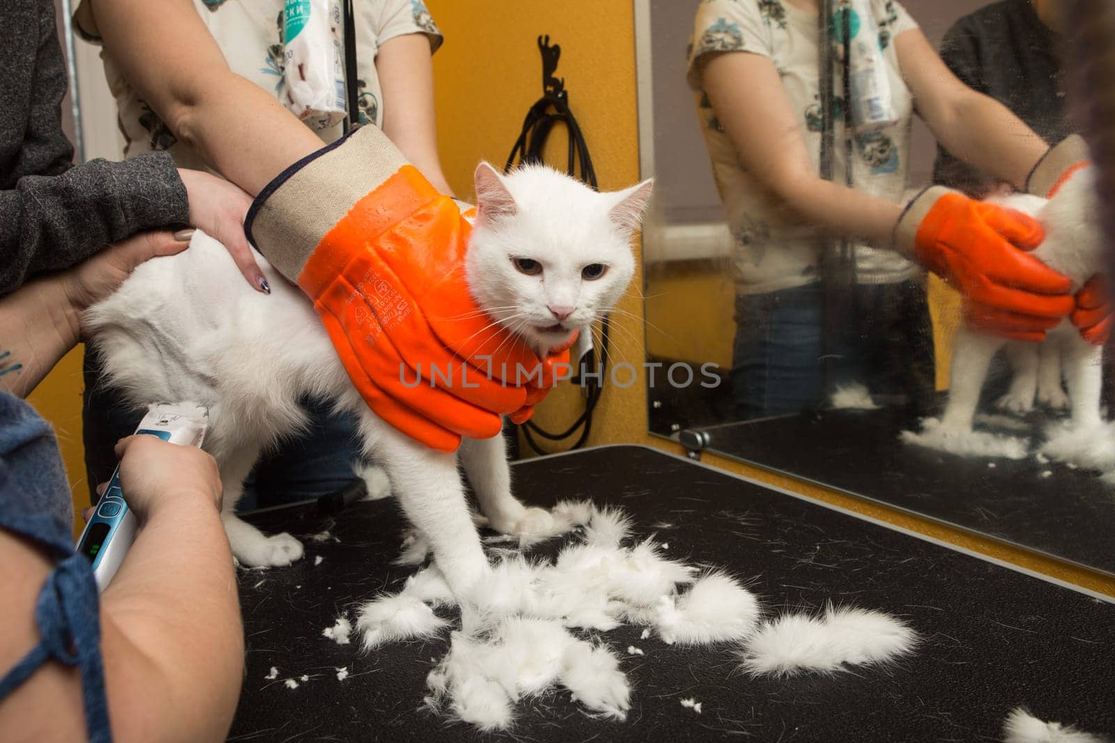 Cat grooming in pet grooming salon. Woman uses the trimmer for trimming fur