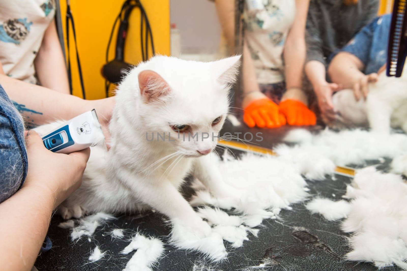 Cat grooming in pet grooming salon. Woman uses the trimmer for trimming fur