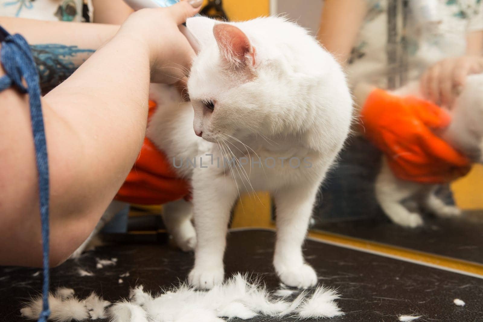 Cat grooming in pet grooming salon. Woman uses the trimmer for trimming fur