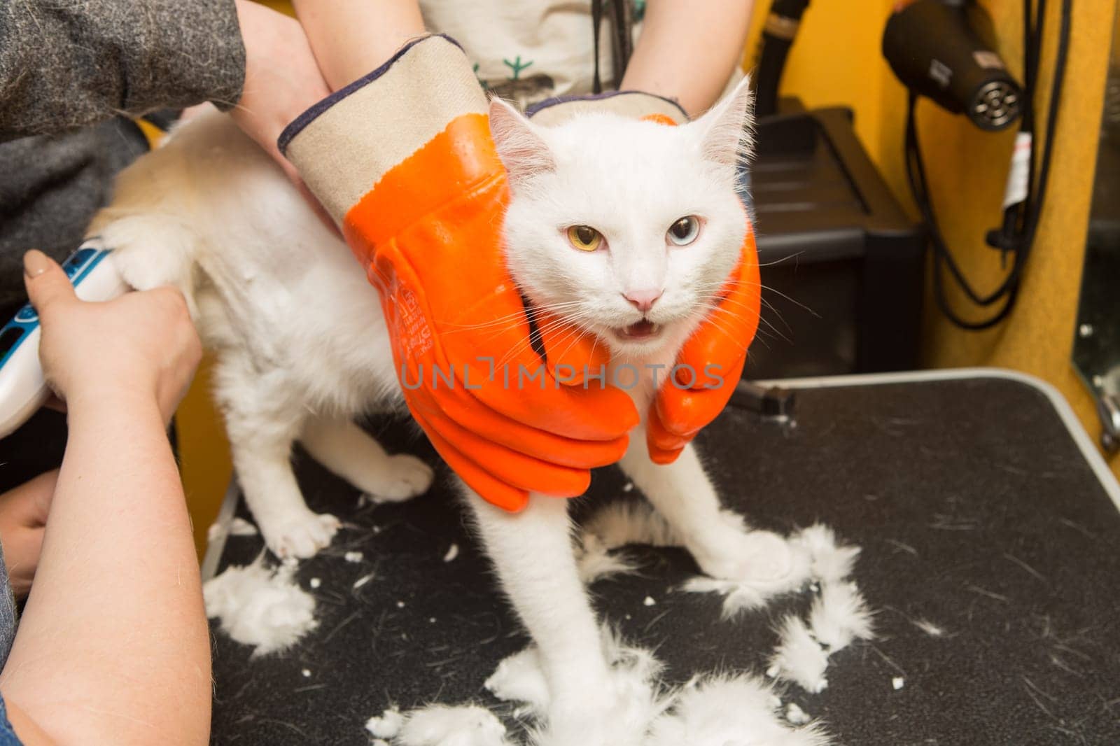 Cat grooming in pet grooming salon. Woman uses the trimmer for trimming fur