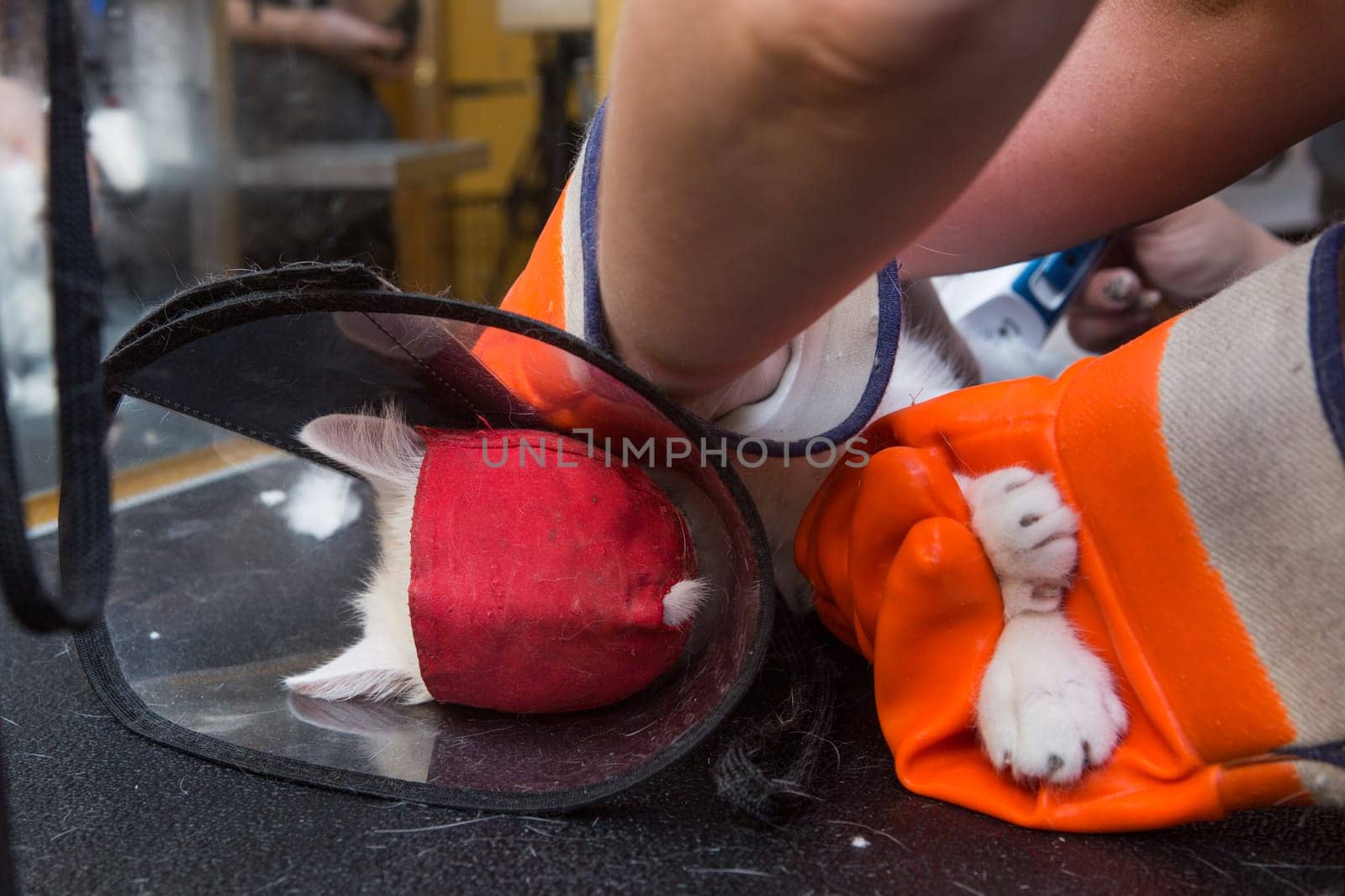 Cat grooming in pet grooming salon. Woman uses the trimmer for trimming fur