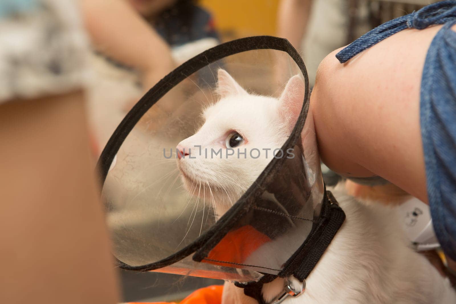 Beautiful cat in a beauty salon. Grooming animals, washing a bathing cat, combing hair, blow-drying. Grooming master cat care