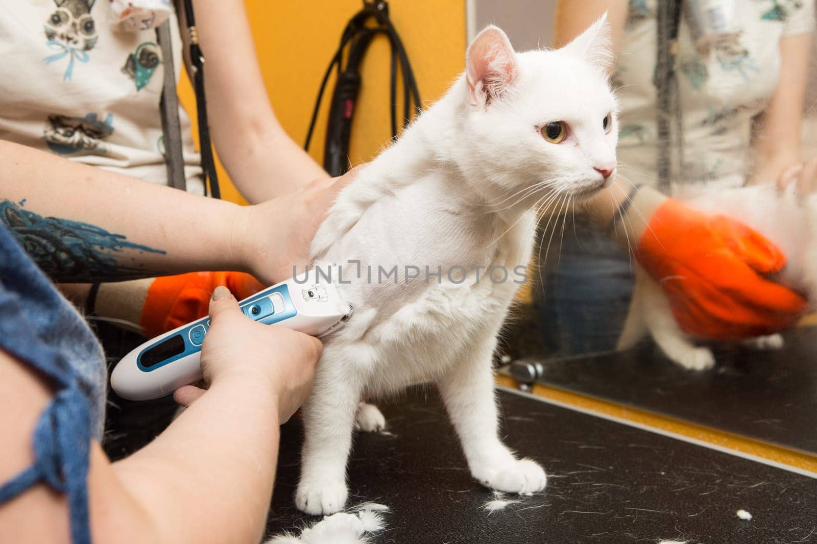 Cat grooming in pet grooming salon. Woman uses the trimmer for trimming fur