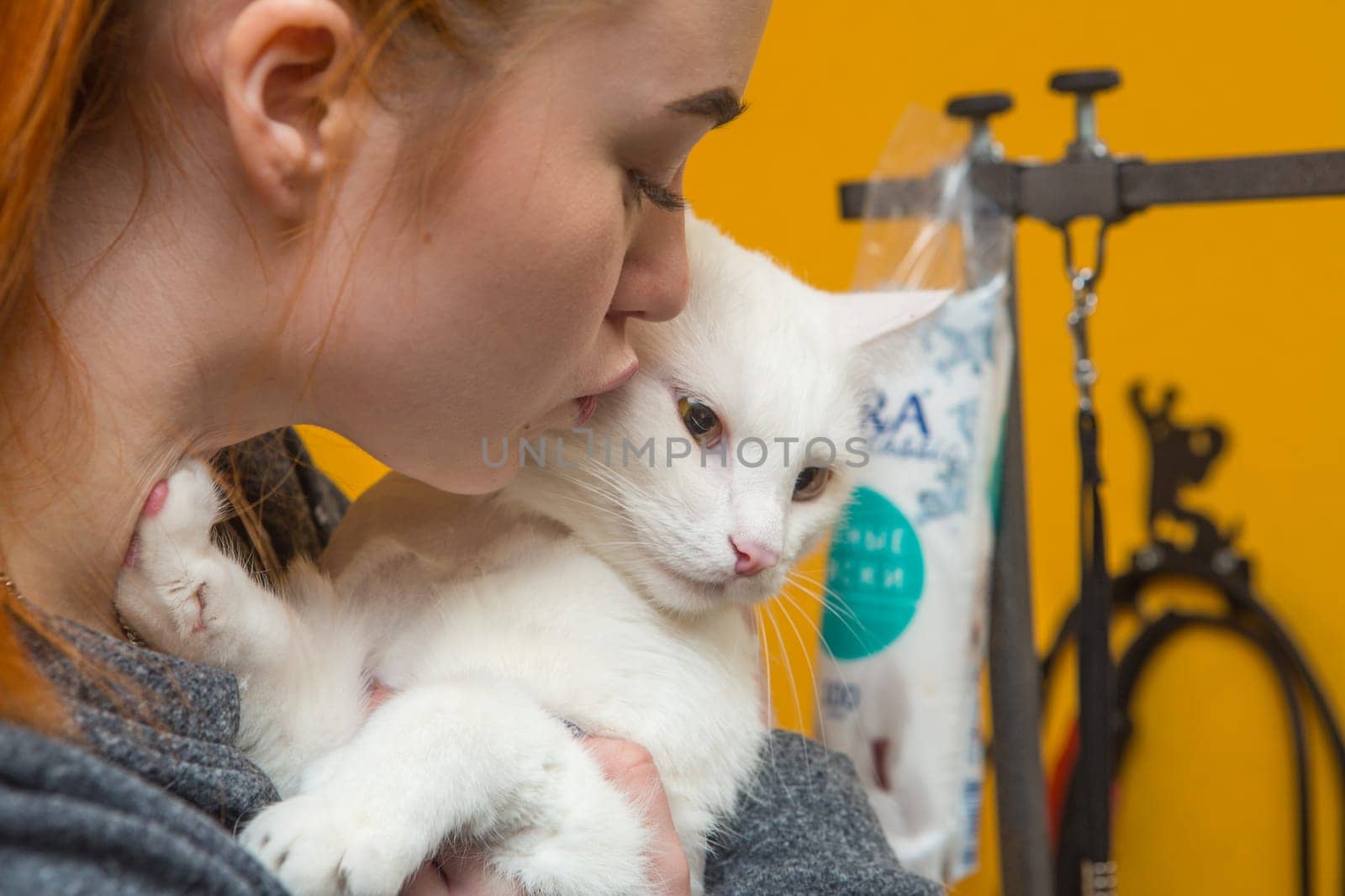 Beautiful cat in a beauty salon. Grooming animals, washing a bathing cat, combing hair, blow-drying. Grooming master cat care