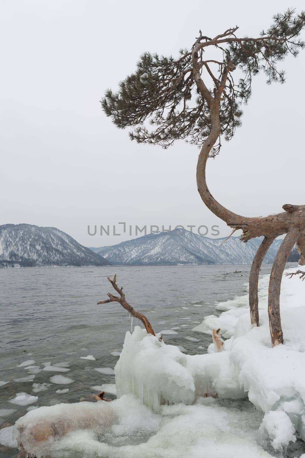 unfrozen Lake Teletskoye in winter. Russia Altai Krai.