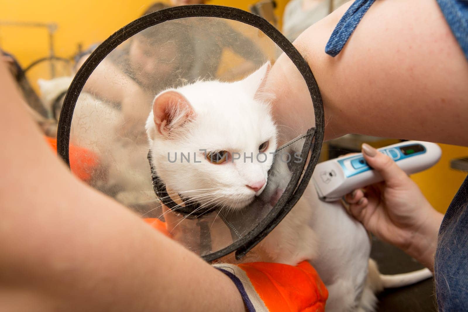 Cat grooming in pet grooming salon. Woman uses the trimmer for trimming fur