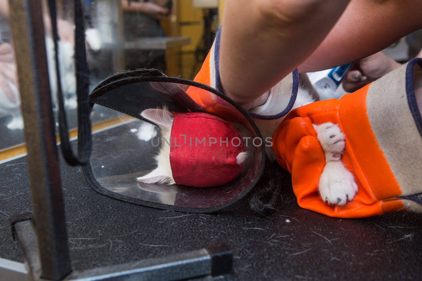 Cat grooming in pet grooming salon. Woman uses the trimmer for trimming fur