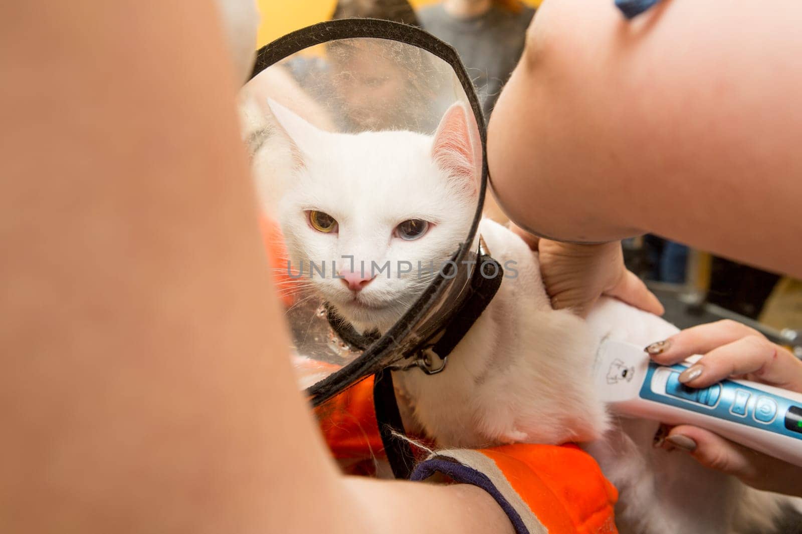 Beautiful cat in a beauty salon. Grooming animals, washing a bathing cat, combing hair, blow-drying. Grooming master cat care