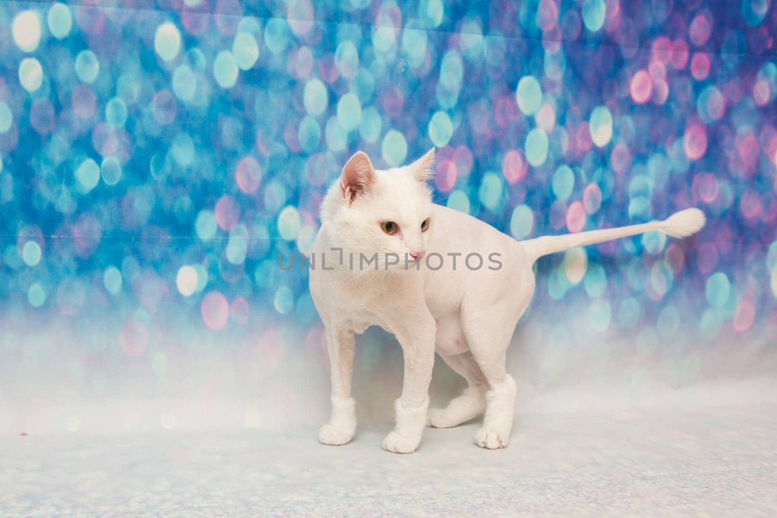 Beautiful cat in a beauty salon. Grooming animals, washing a bathing cat, combing hair, blow-drying. Grooming master cat care