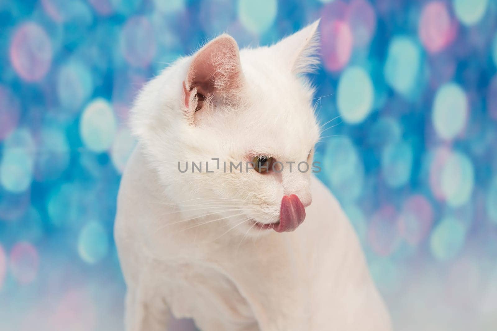 Beautiful cat in a beauty salon. Grooming animals, washing a bathing cat, combing hair, blow-drying. Grooming master cat care