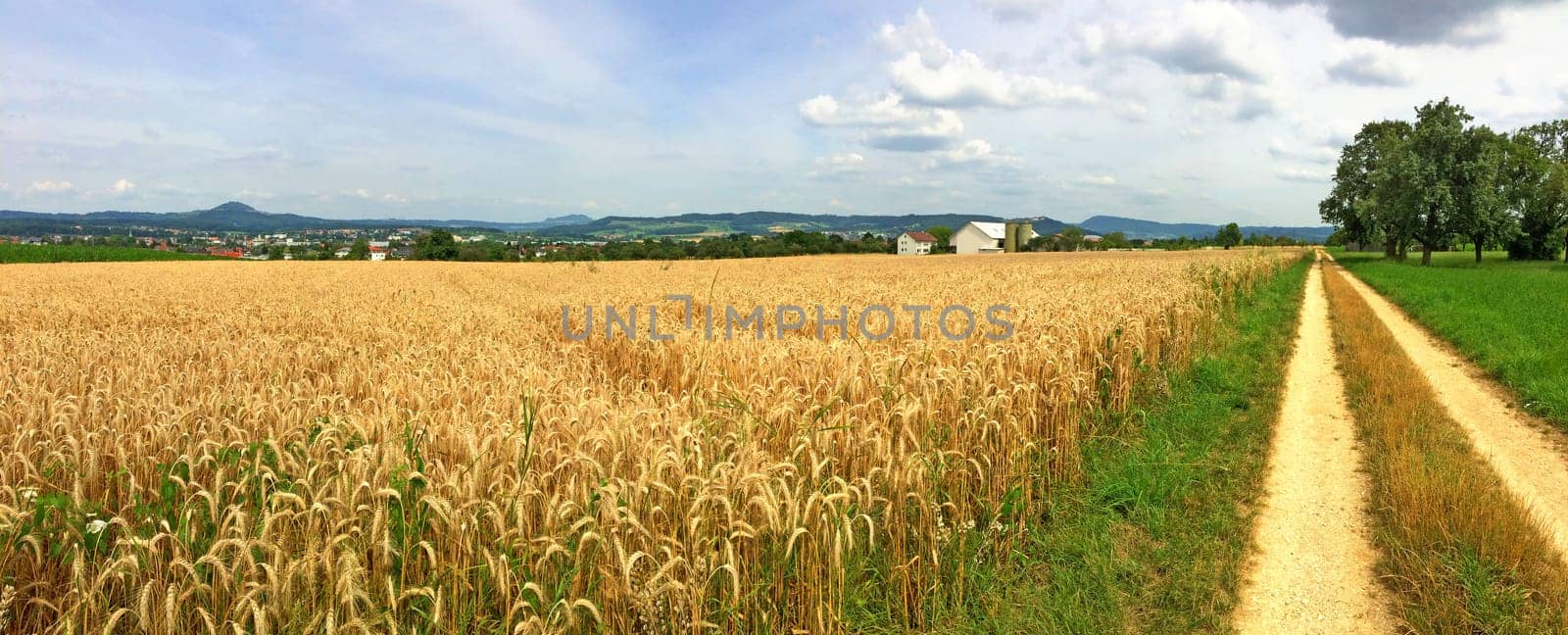 field of ripe rye with blue sky