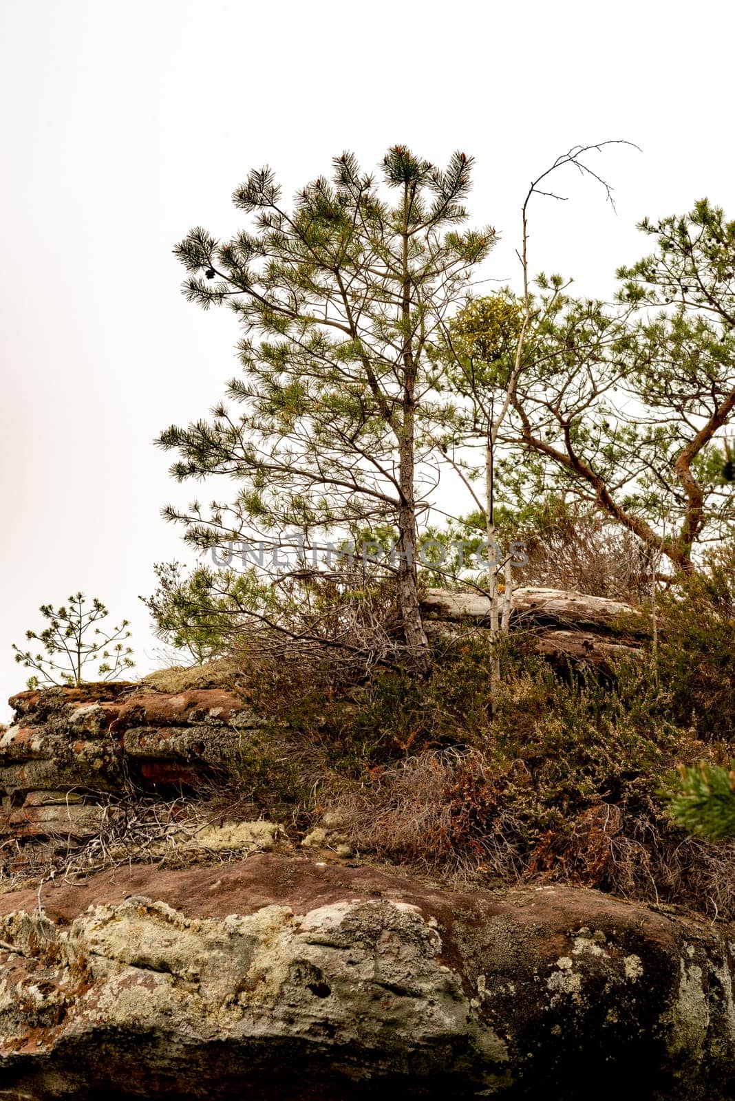Hiking trail in Germany over a mountain with rocks trees and bushes isolated on white