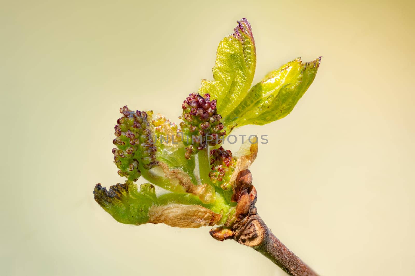 Macro shot of the leaf and flower buds of the black mulberry against a blurred background