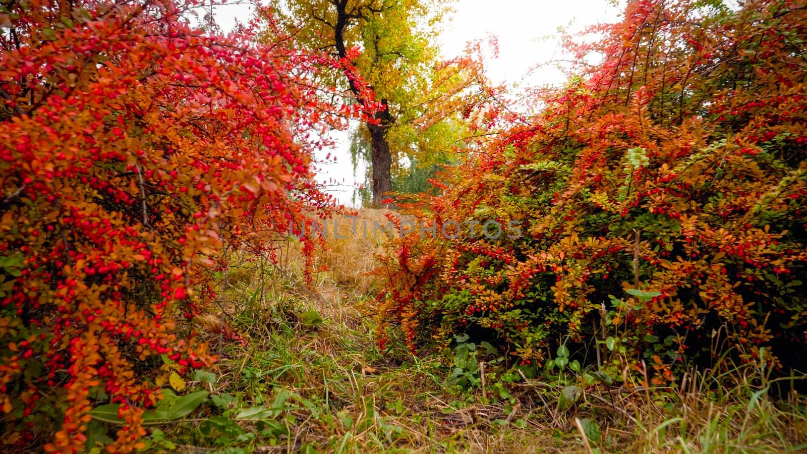 Beautfiul image of red and orange barberry bushes growing at autumn park.