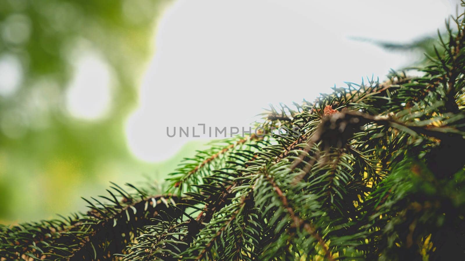 Toned abstract image of fir tree branch in the forest.