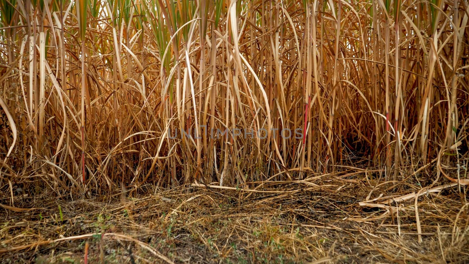 Dry grass, reed and cane on field at autumn.