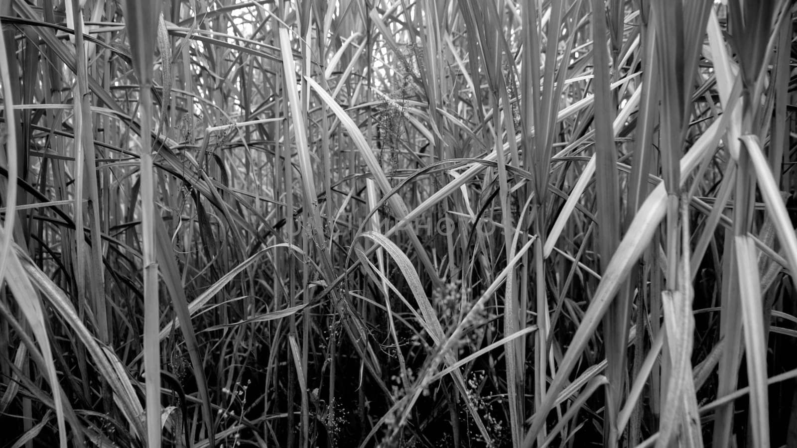 Closeup black and white photo of dry high grass and reed on the field.