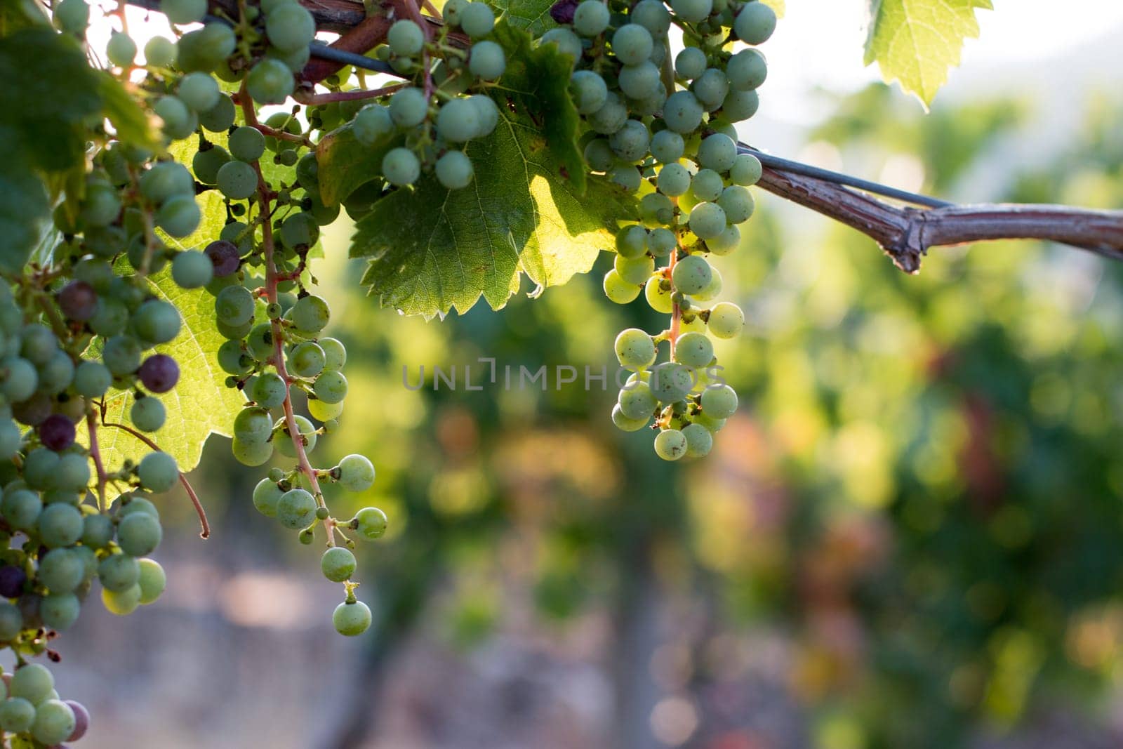 Green vine grapes on a farm, evening sun, Tuscany