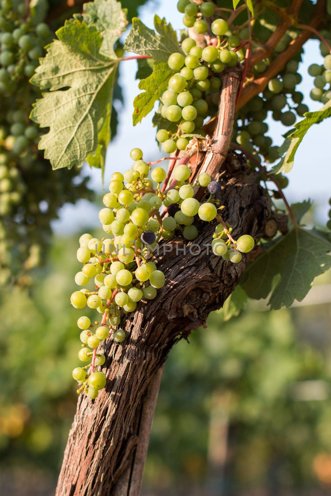 Green vine grapes on a farm, evening sun, Tuscany