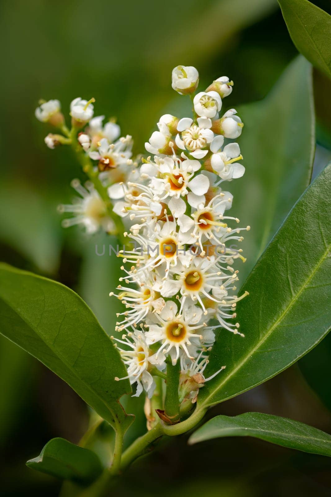 Macro shot of a blossom of the cherry laurel Laurocerasus with buds and leaves