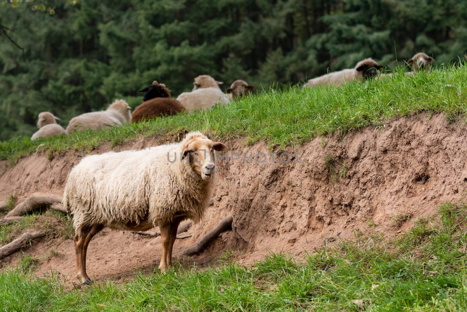 A white sheep stands in a meadow in front of a slope against a green background