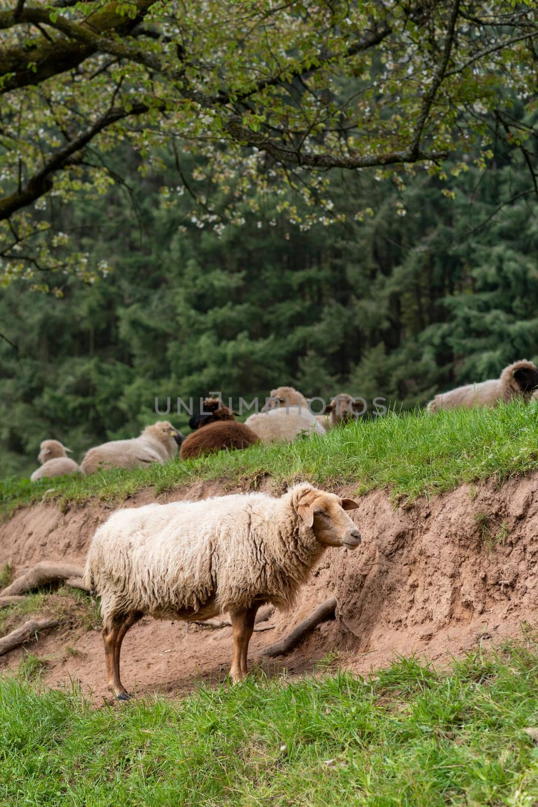 A white sheep stands in a meadow in front of a slope against a green background